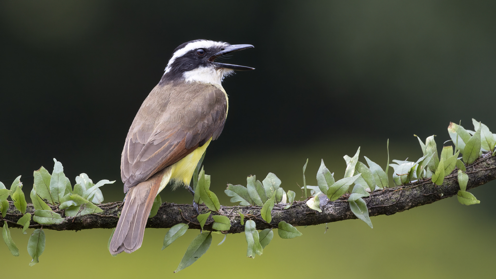 Great Kiskadee
